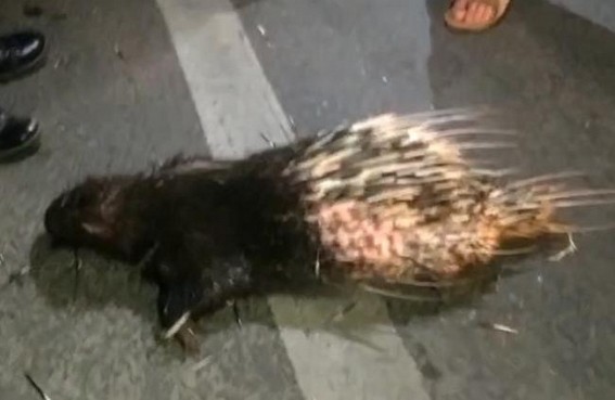 Sepahijala’s reserved animal Hedgehog died in Road Mishap on National Highway